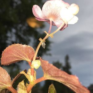 Meet your Posher, Ashlee